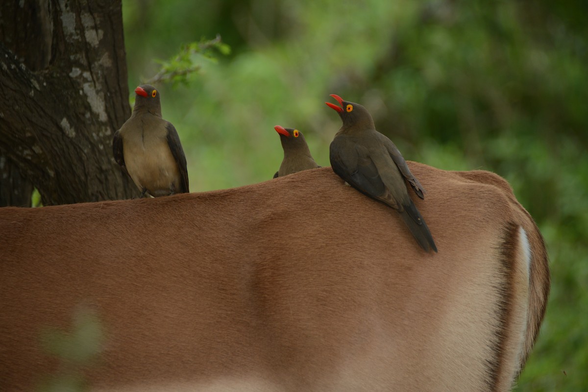 rødnebboksehakker - ML644601036