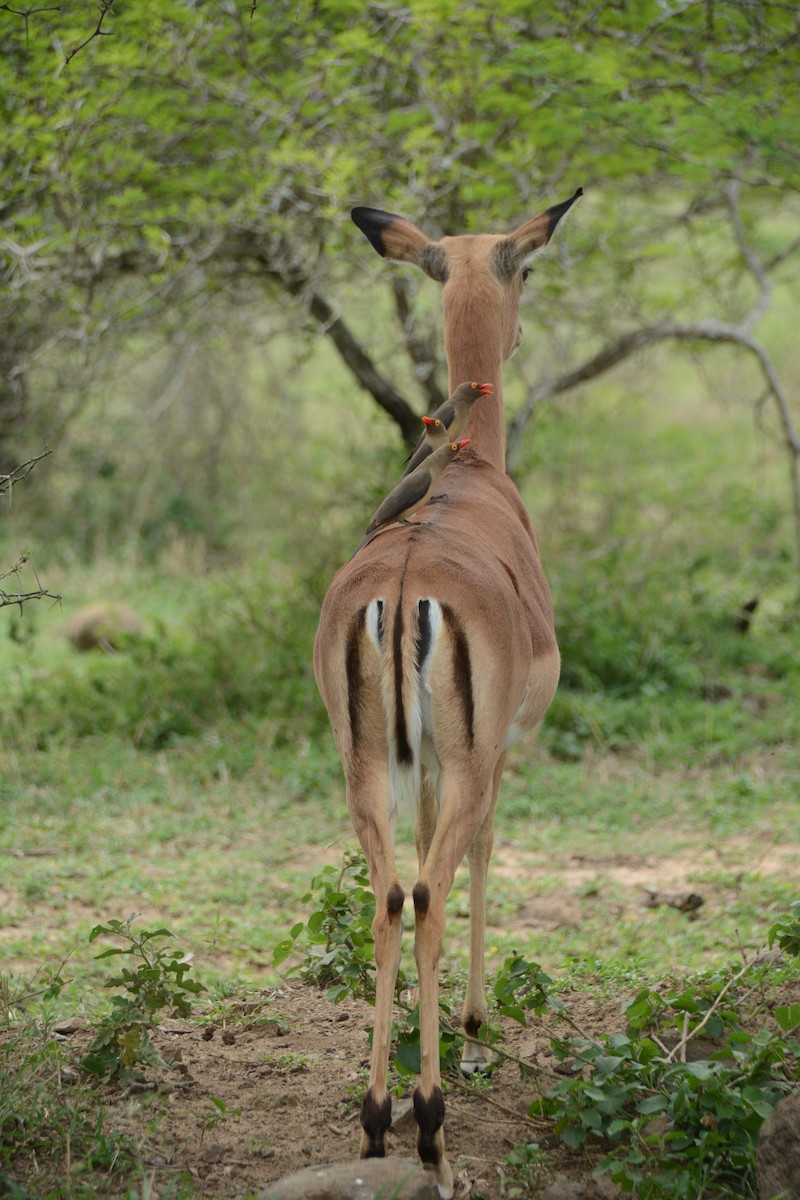 rødnebboksehakker - ML644601037