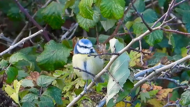 Herrerillo Común - ML644601046