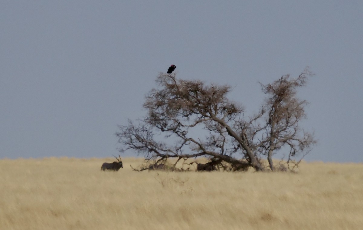 Lappet-faced Vulture - ML644601051