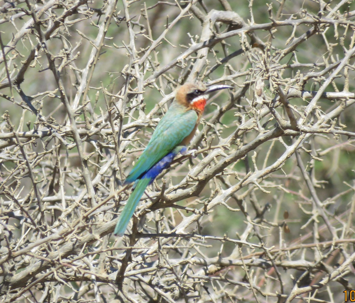 White-fronted Bee-eater - ML644601052