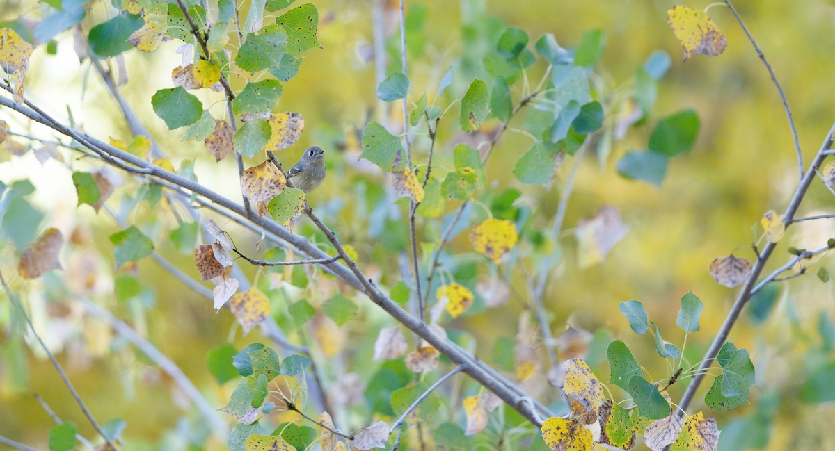 Ruby-crowned Kinglet - ML644601053