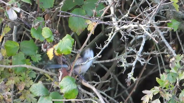 Mito Común - ML644601055