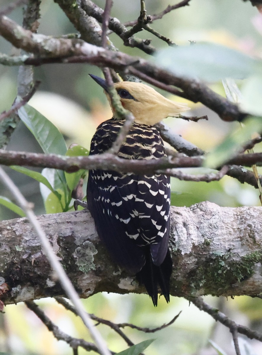 Pic à tête blonde - ML644601062