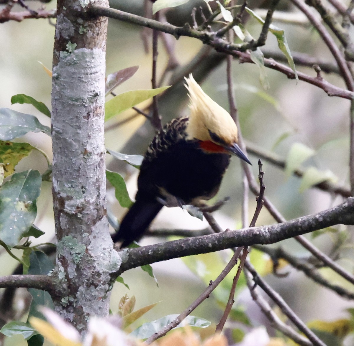 Pic à tête blonde - ML644601063