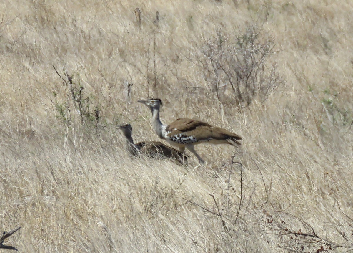 Kori Bustard - ML644601065