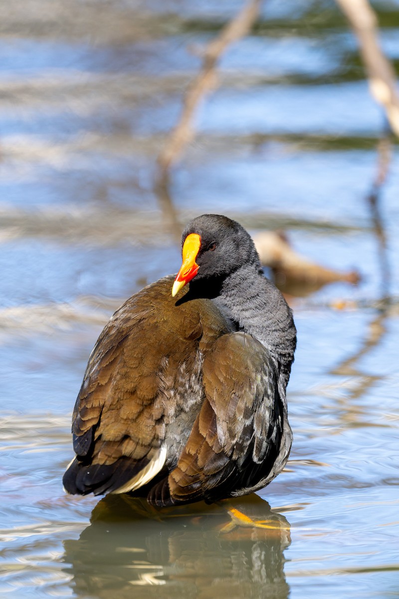 australsivhøne - ML644601080