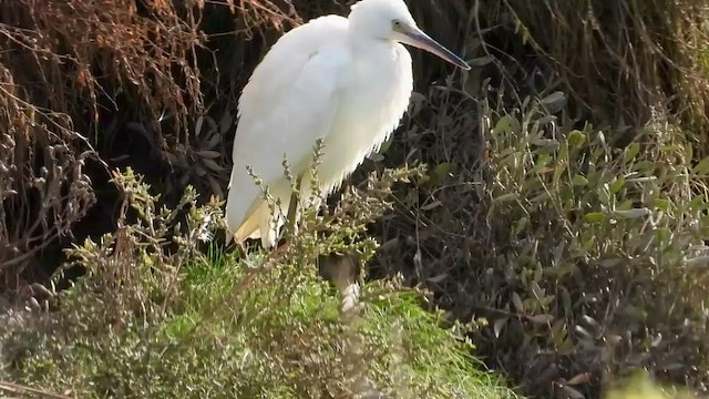 Garceta Común (occidental) - ML644601082