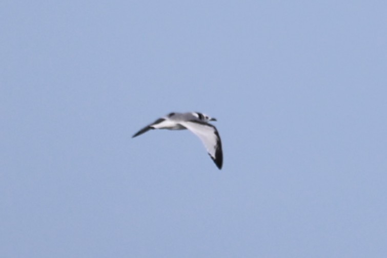 Black-legged Kittiwake - ML644601085