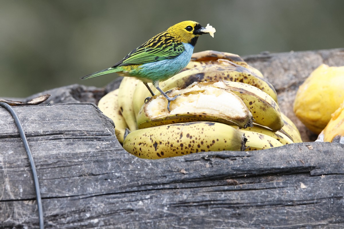 Gilt-edged Tanager - ML644601087