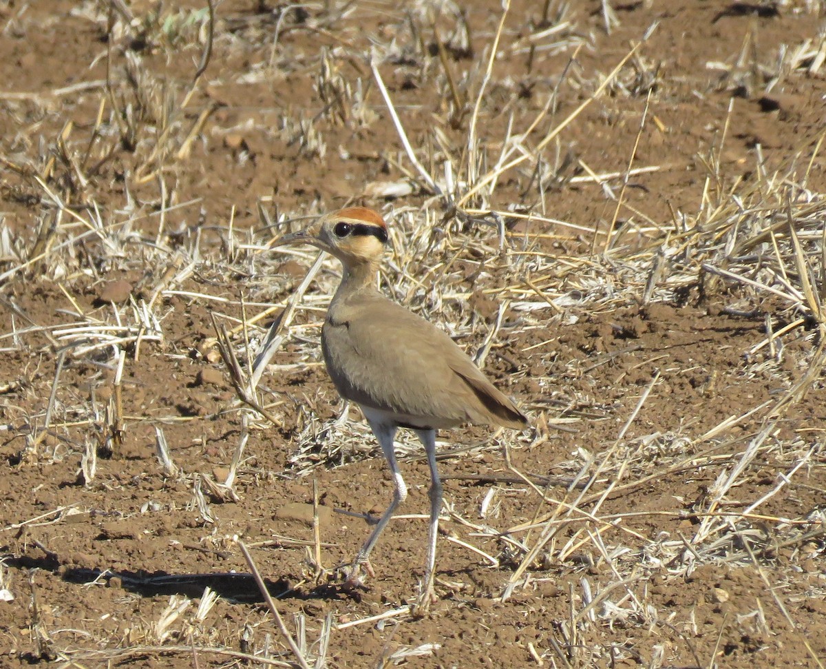 Temminck's Courser - ML644601089
