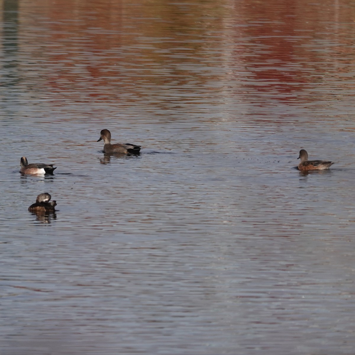 オカヨシガモ - ML644601090