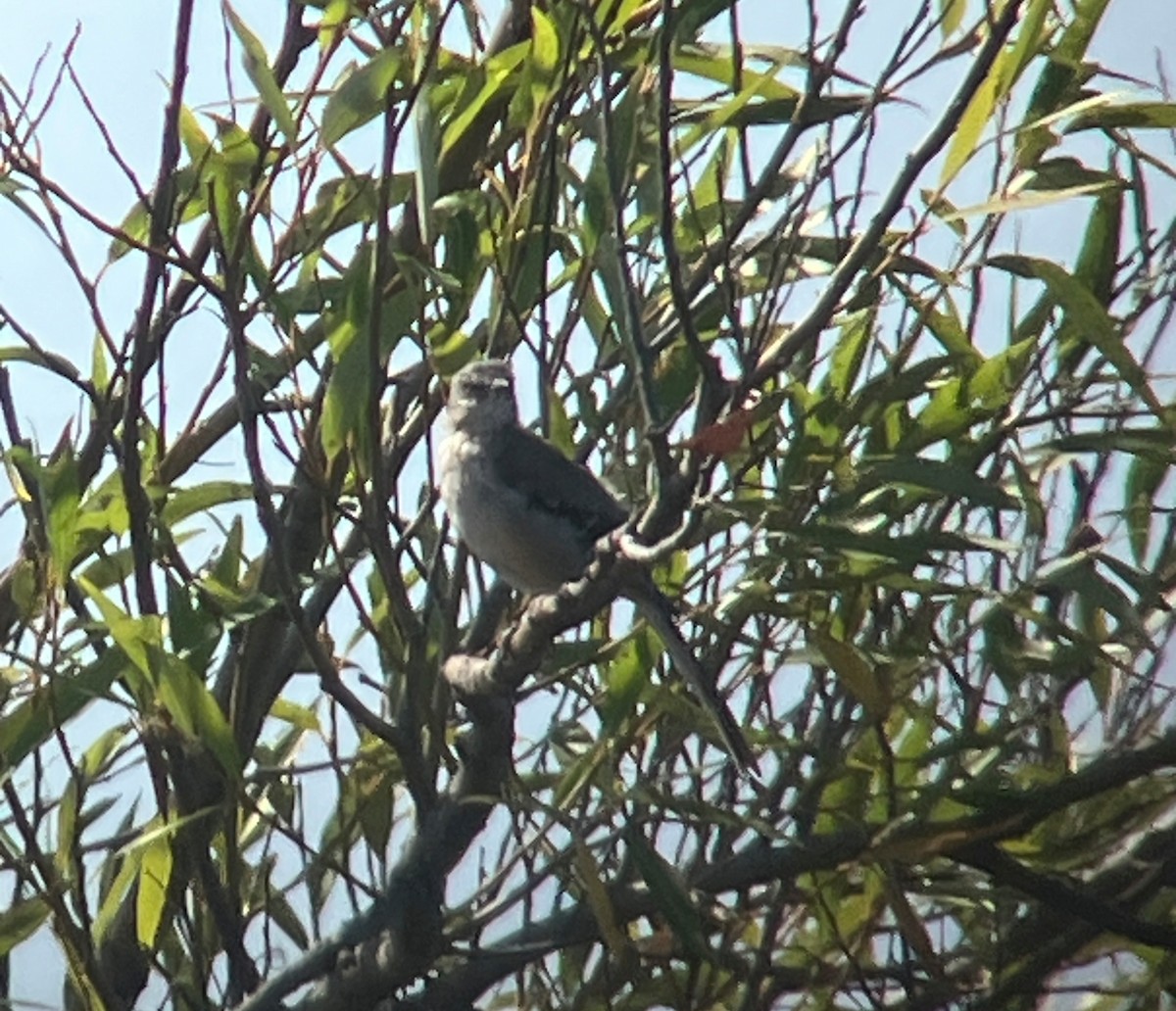 Northern Mockingbird - ML644601091