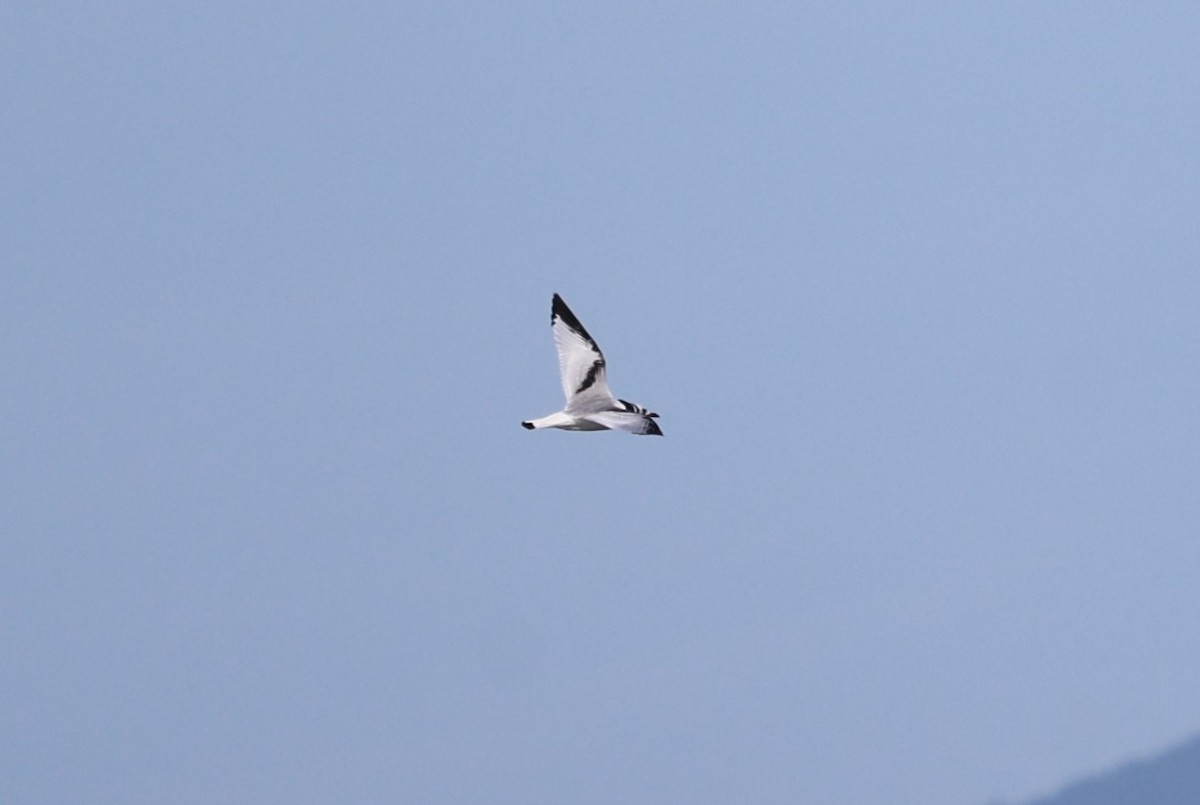 Black-legged Kittiwake - ML644601107