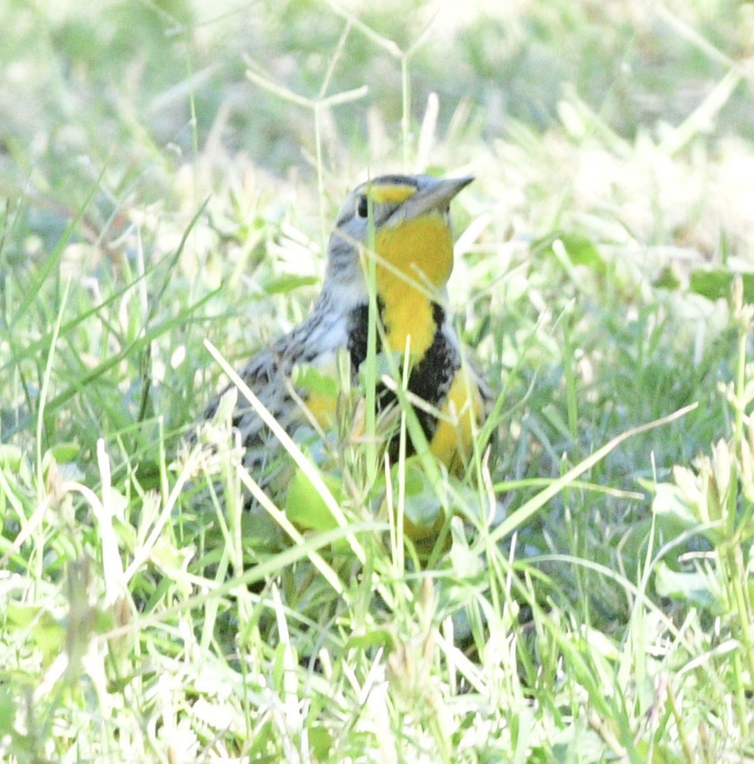 Western Meadowlark - ML644601109