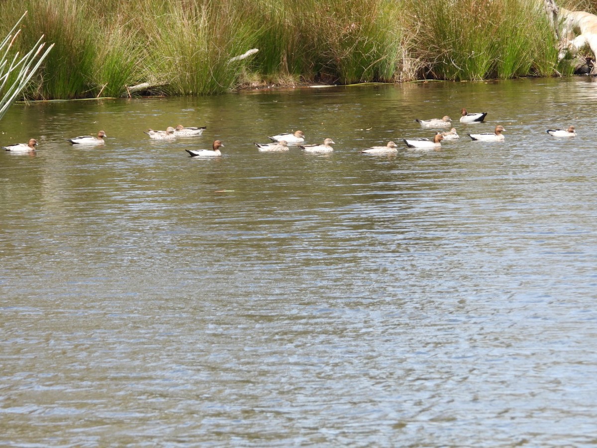 kachnička hřívnatá - ML644601110