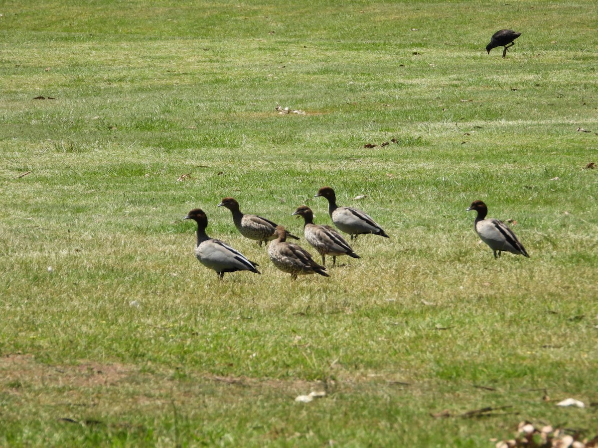 kachnička hřívnatá - ML644601111