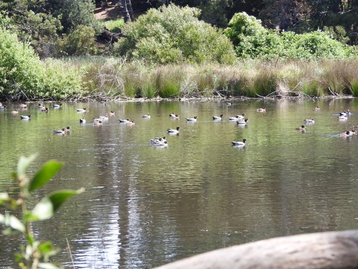 kachnička hřívnatá - ML644601112