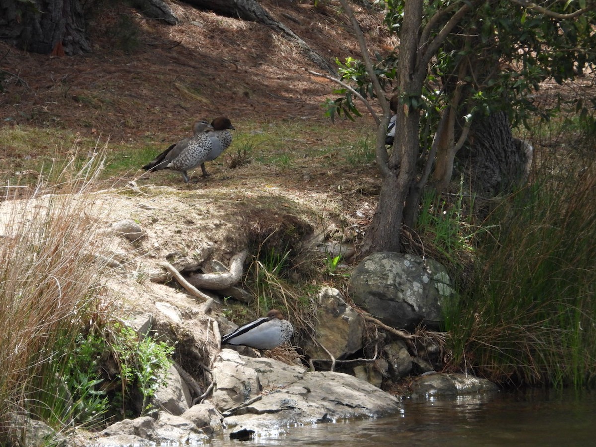 kachnička hřívnatá - ML644601113