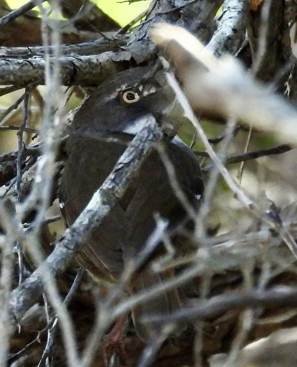 White-browed Scrubwren - ML644601127