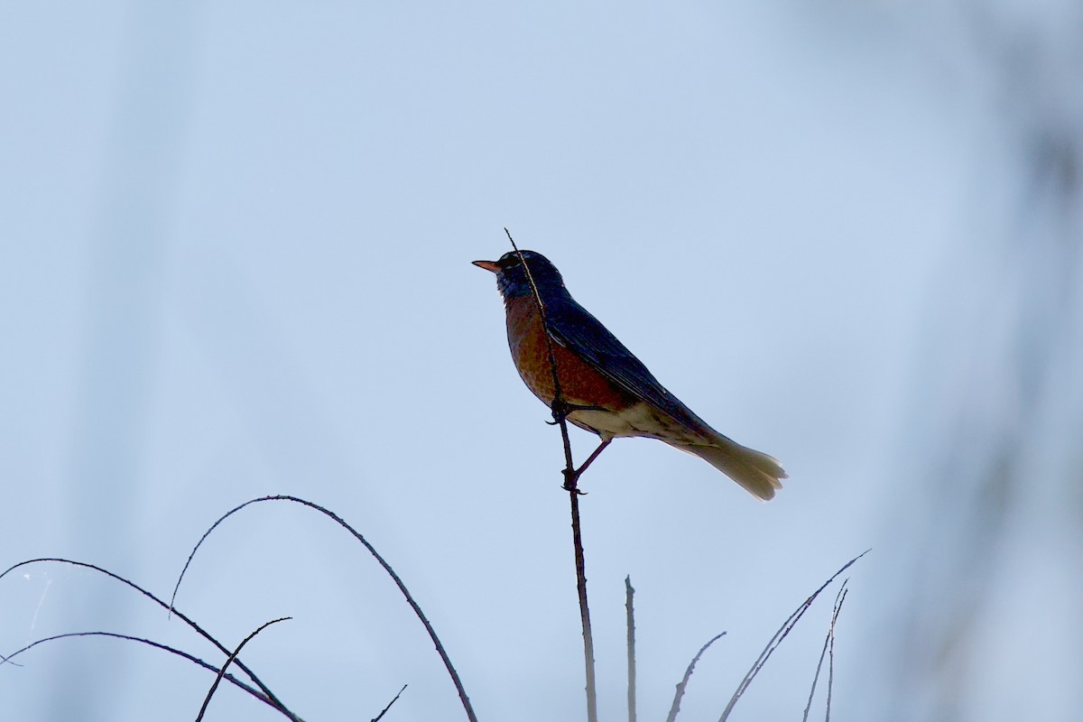 American Robin - ML644601144