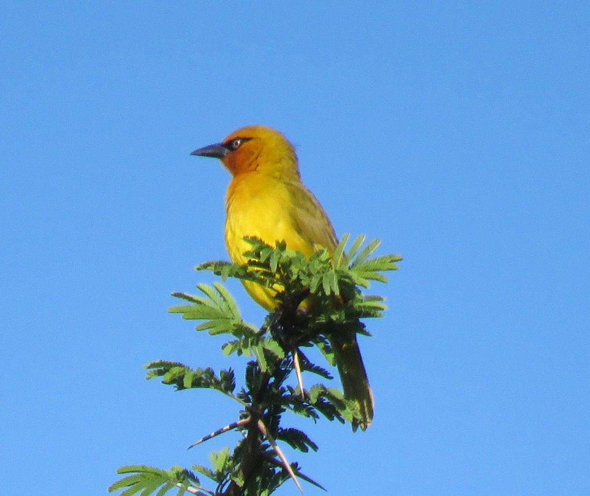 Spectacled Weaver - ML644601154