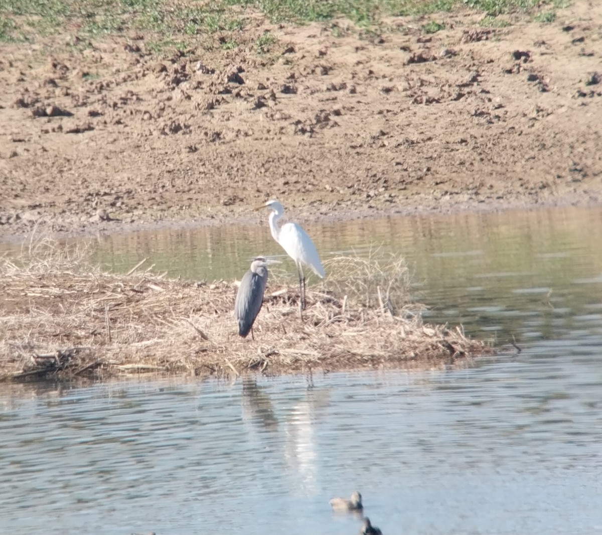 Great Egret - ML644601155