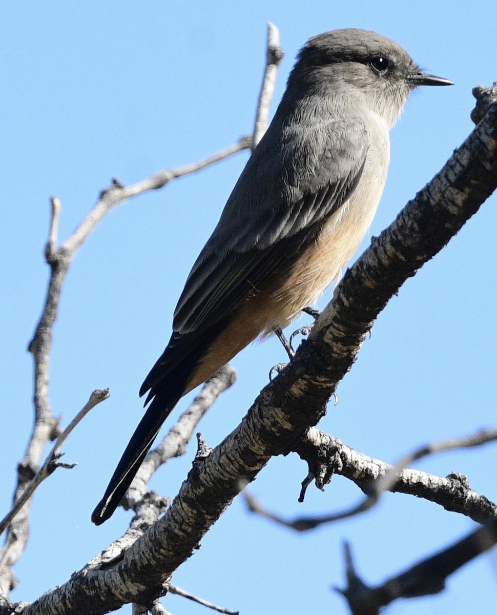 Say's Phoebe - ML644601156