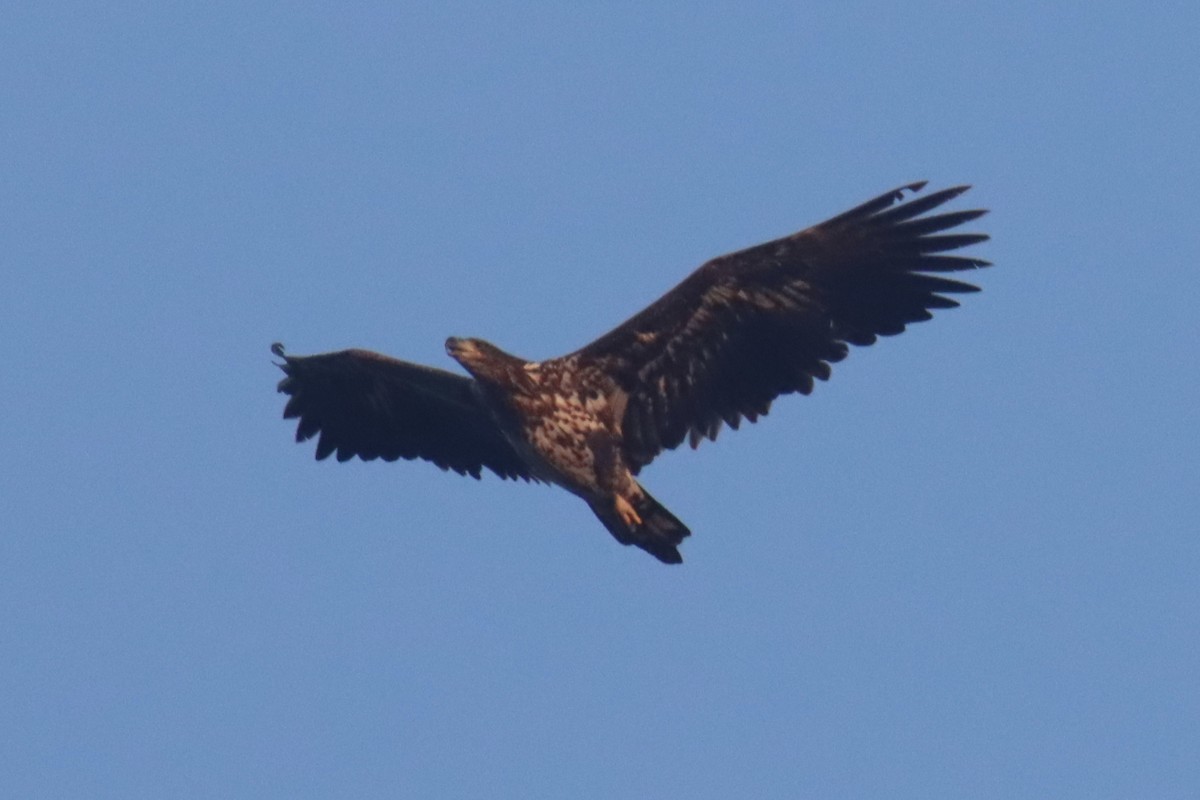 White-tailed Eagle - ML644601157