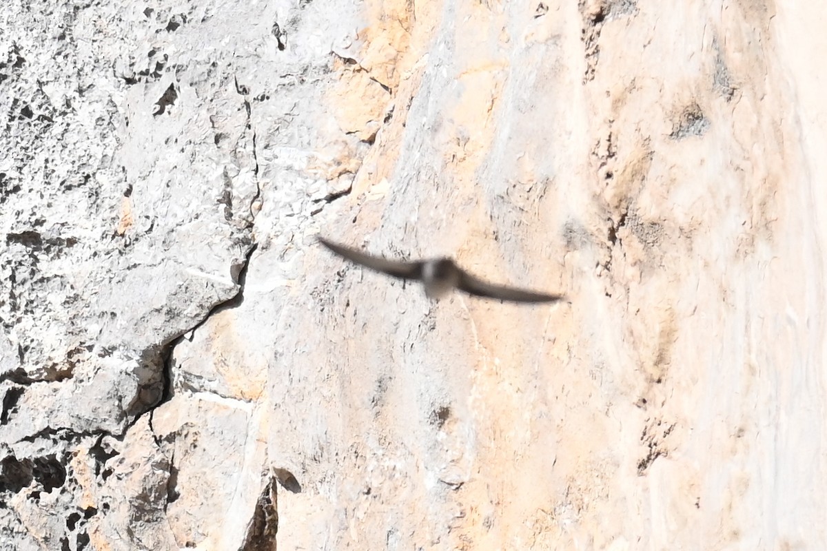 alpeseiler - ML644601163