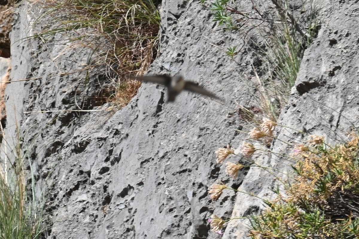 Haitz-enara eurasiarra - ML644601165