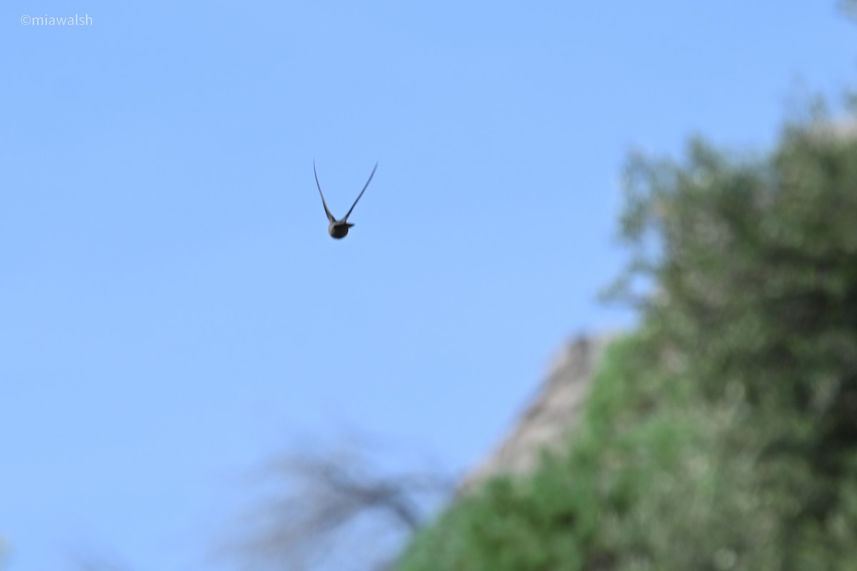 alpeseiler - ML644601166