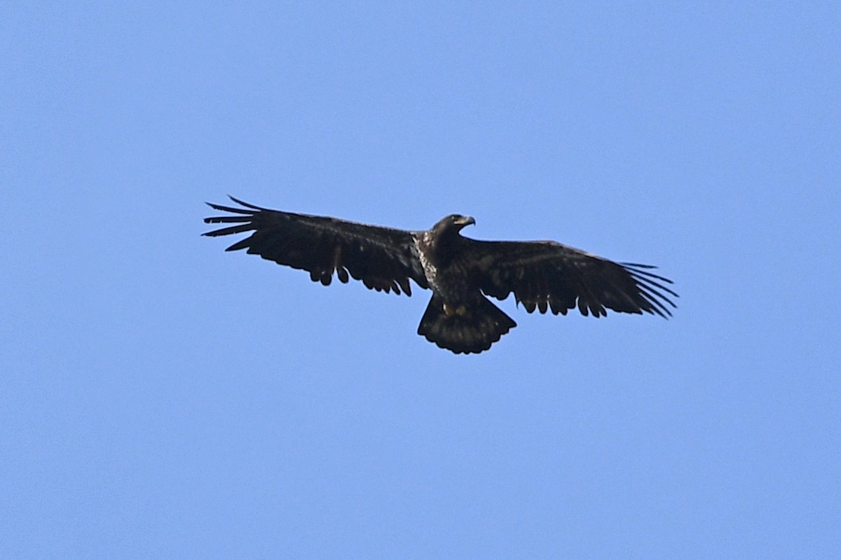 Bald Eagle - ML644601167