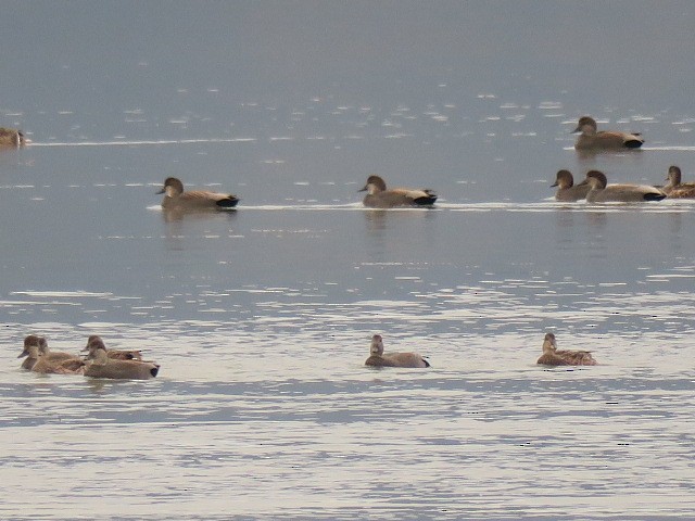 オカヨシガモ - ML644601172