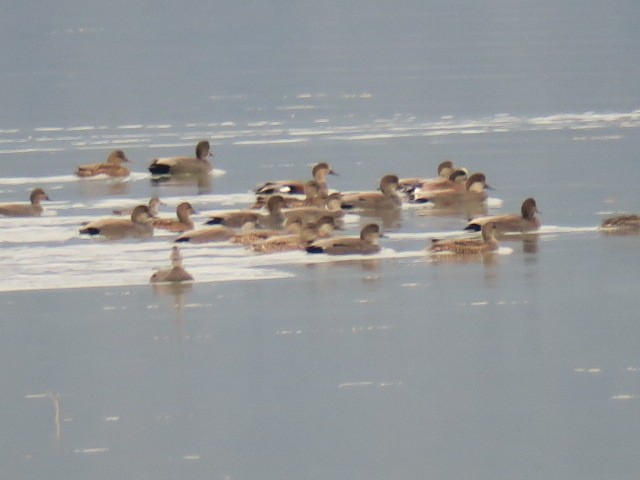 オカヨシガモ - ML644601173