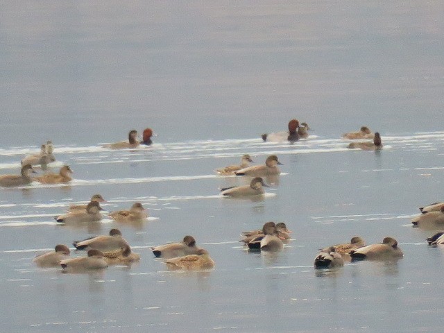 オカヨシガモ - ML644601174