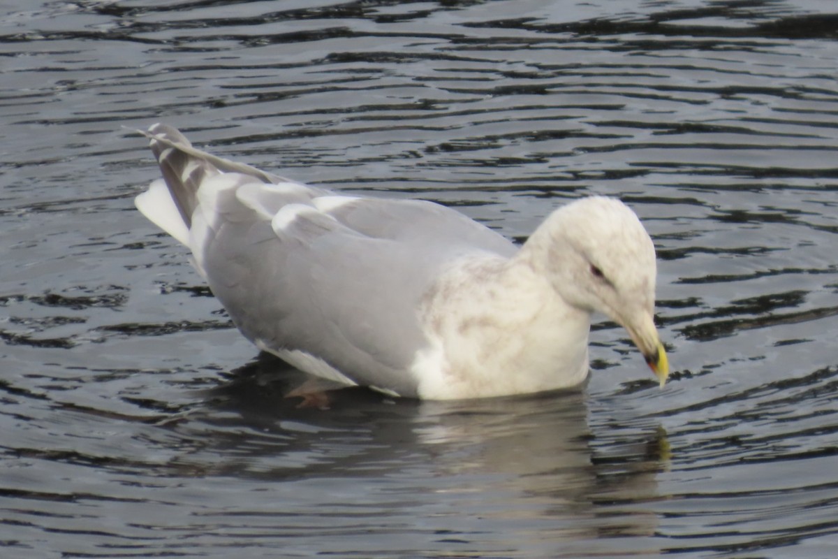 Glaucous-winged Gull - ML644601189