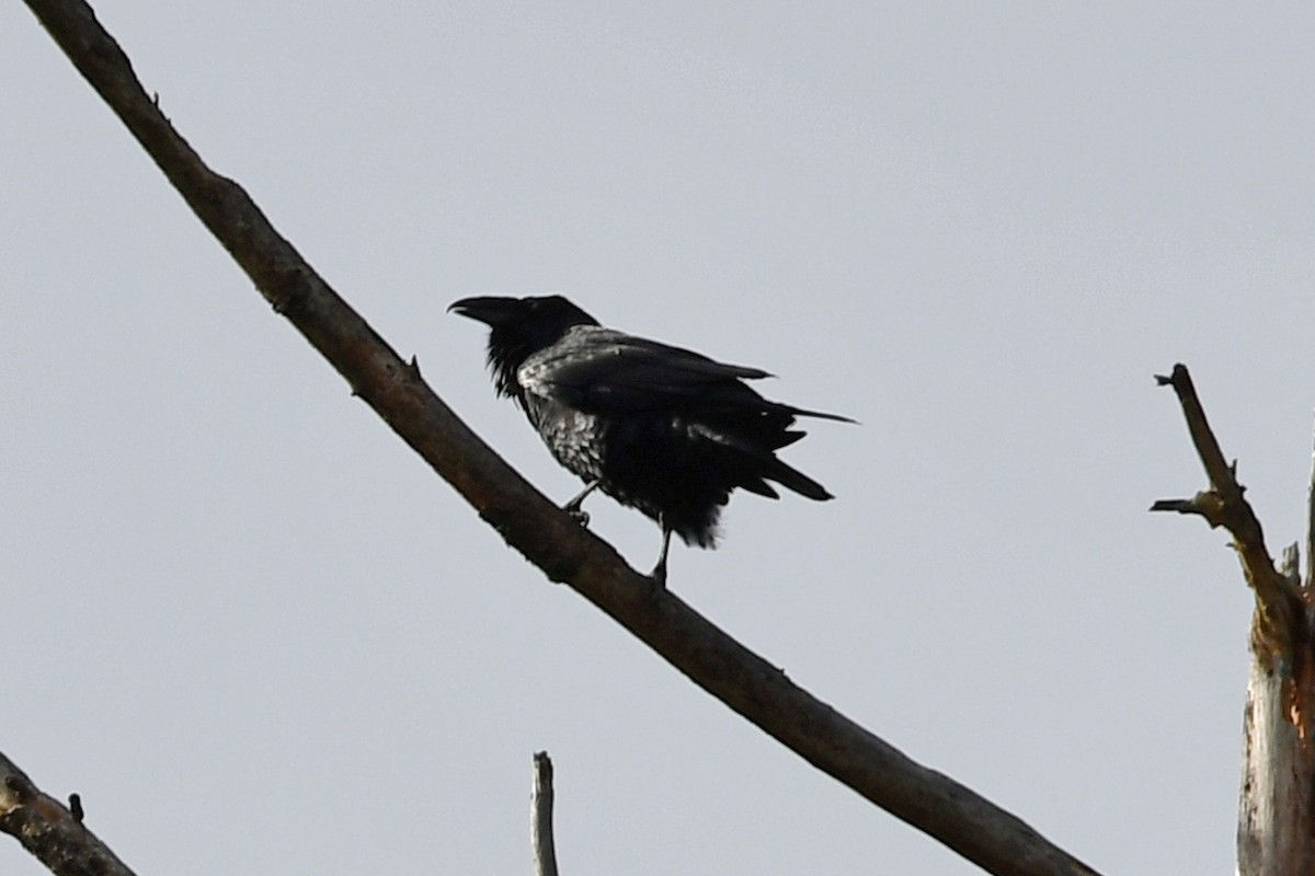 Common Raven - ML644601205