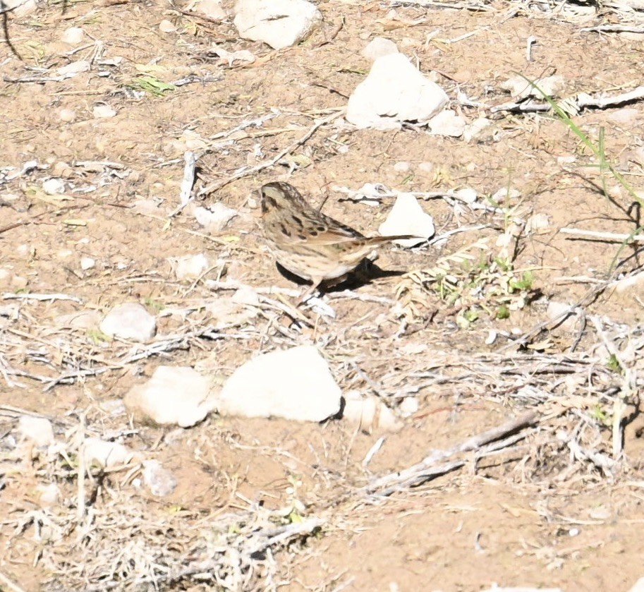 Lincoln's Sparrow - ML644601207