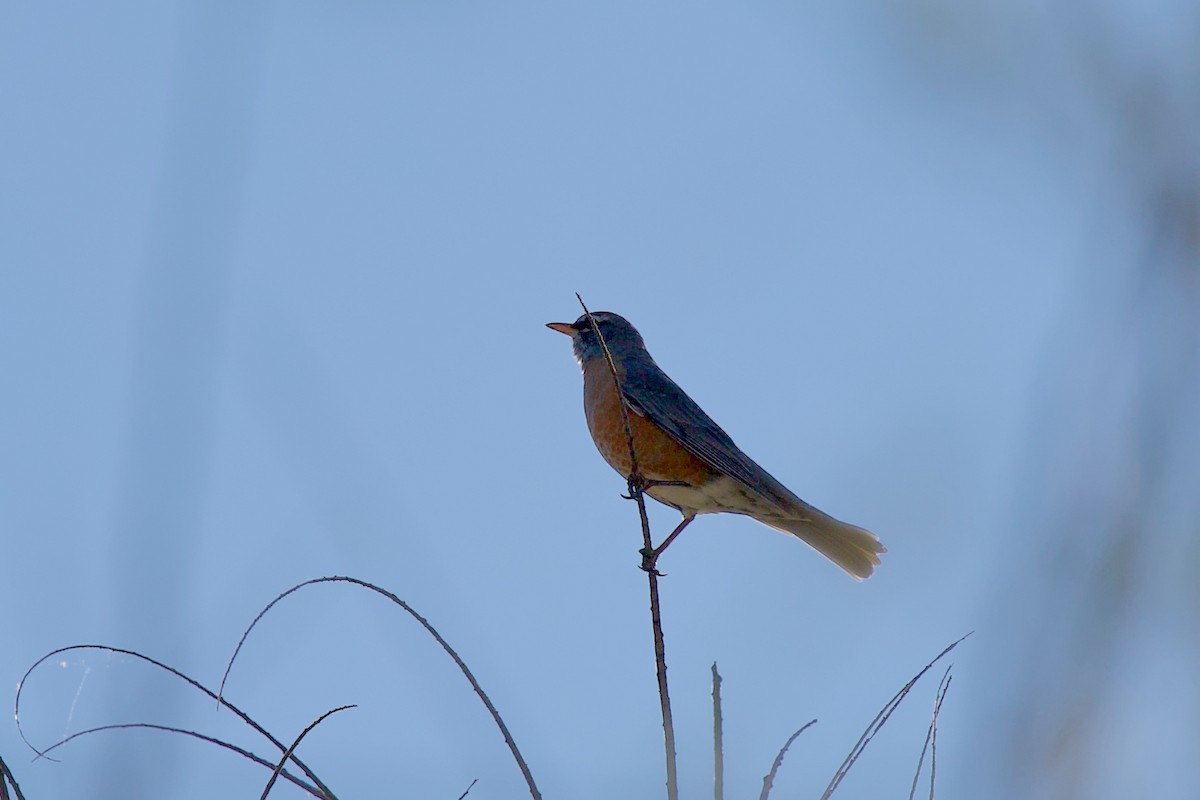 American Robin - ML644601208