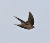 Dusky Crag-Martin - ML644601209