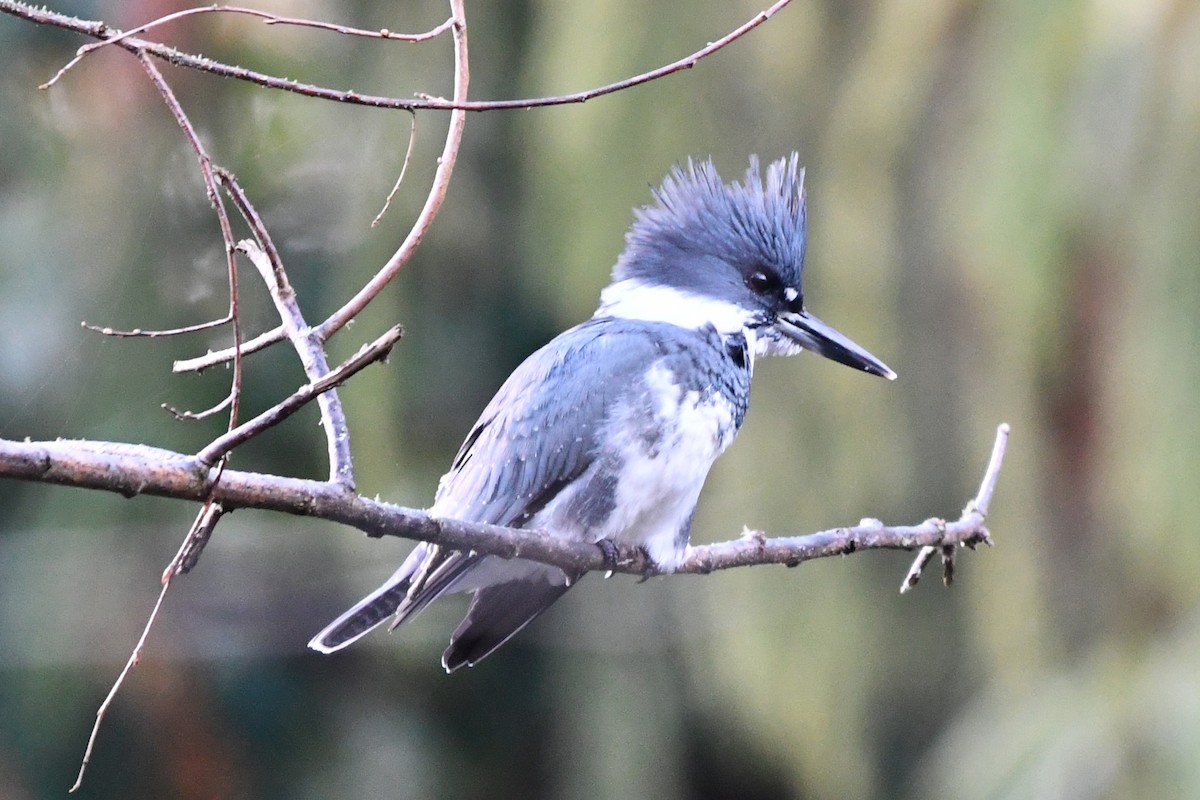 Belted Kingfisher - ML644601213