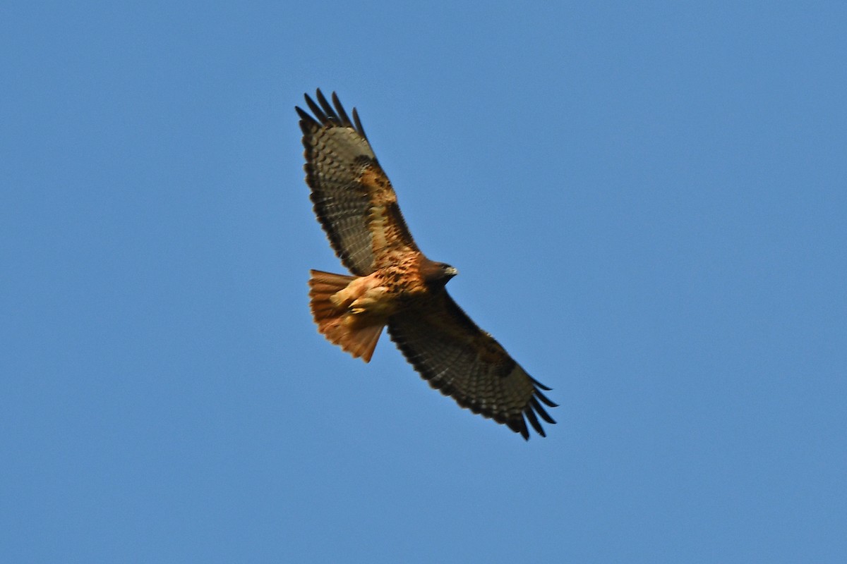 Red-tailed Hawk - ML644601237
