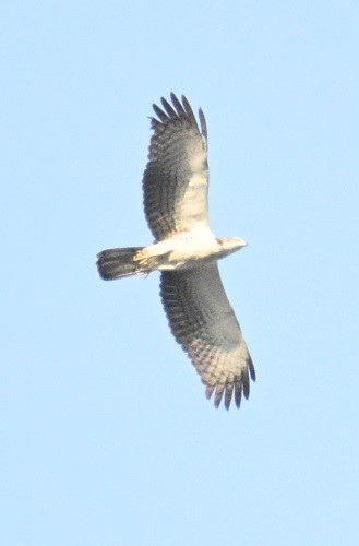 Tepeli Arı Şahini - ML644601241