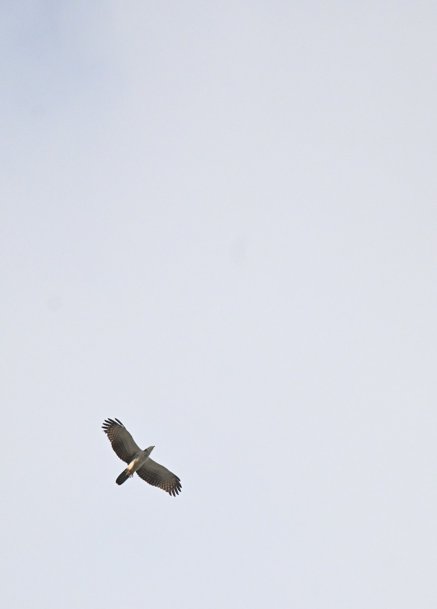 Tepeli Arı Şahini - ML644601242