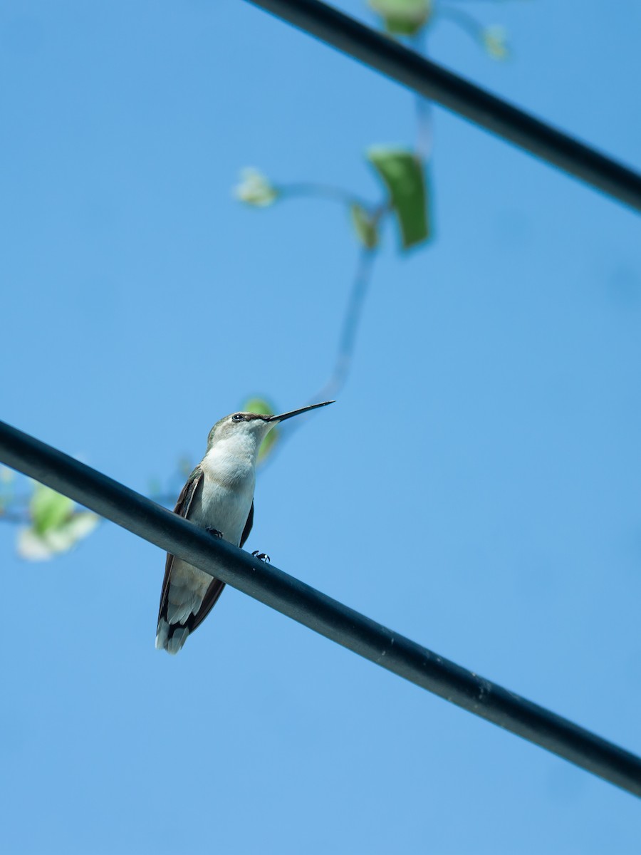 Рубиновогорлый колибри - ML644601243