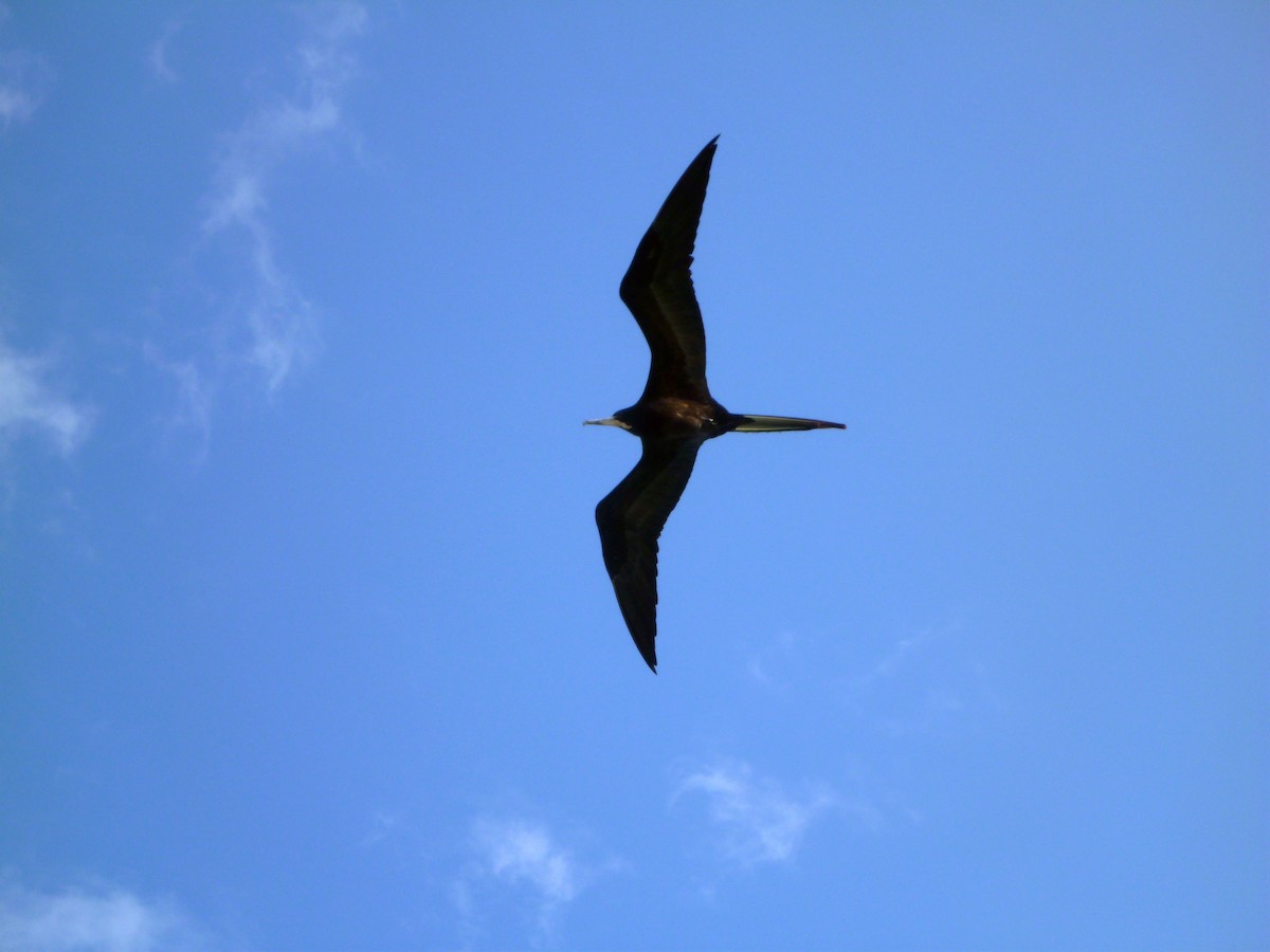 Muhteşem Fregatkuşu - ML644601244