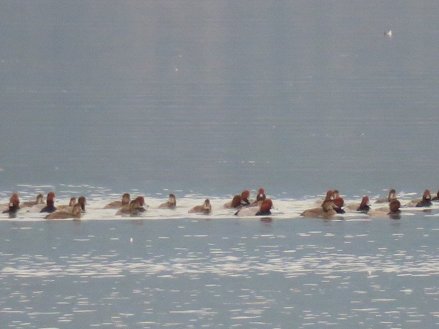 Redhead - ML644601246