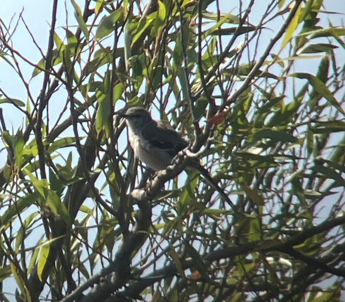 Northern Mockingbird - ML644601247