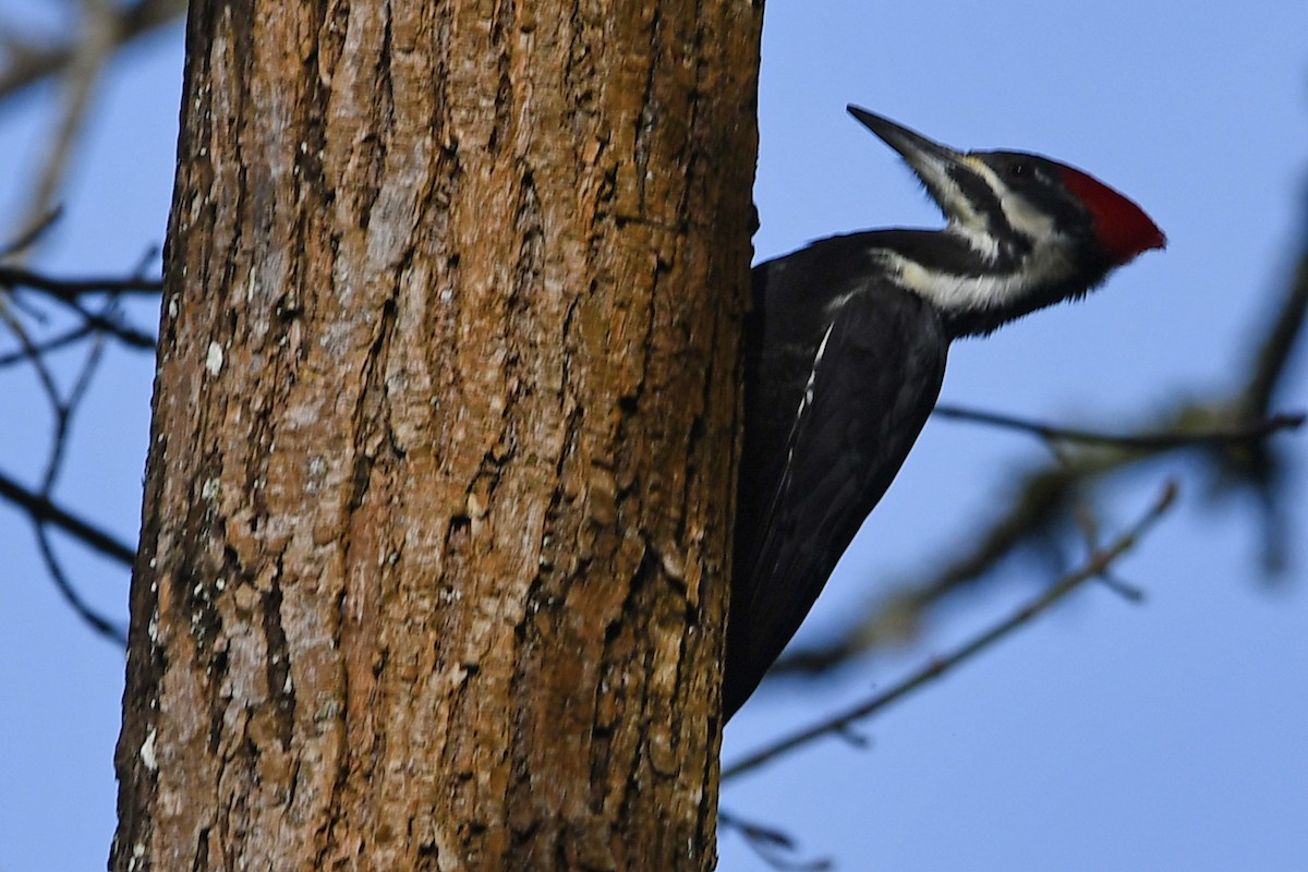 Pileated Woodpecker - ML644601248